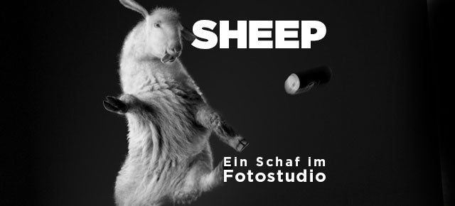 SHEEP – Ein Schaf im Fotostudio