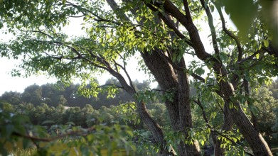 Archmodels for Corona vol. 1