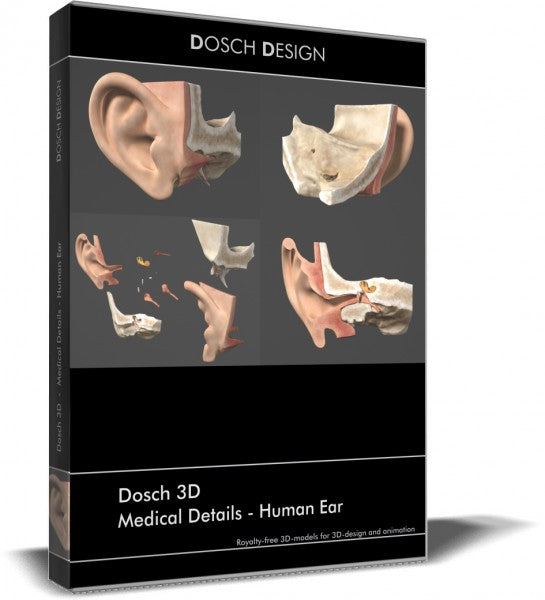 Medical Details - Human Ear
