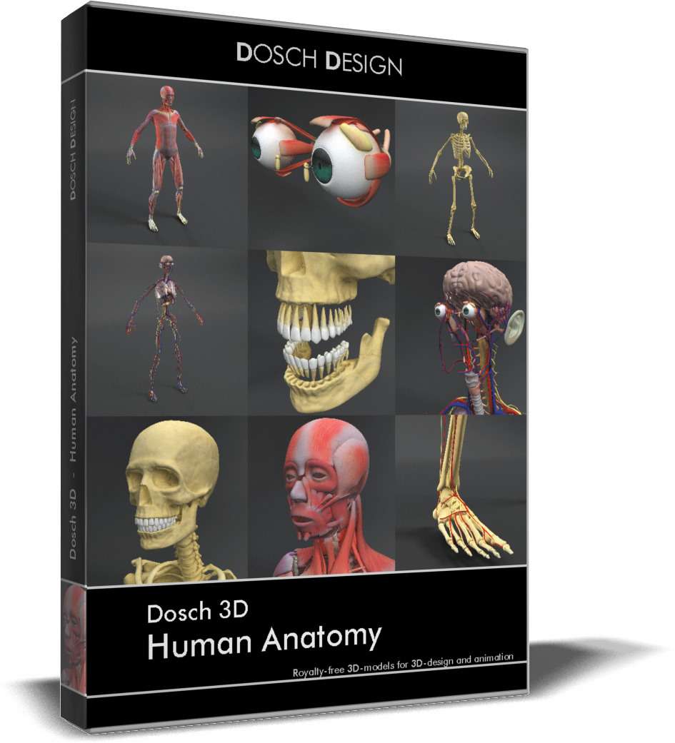 Human Anatomy V2