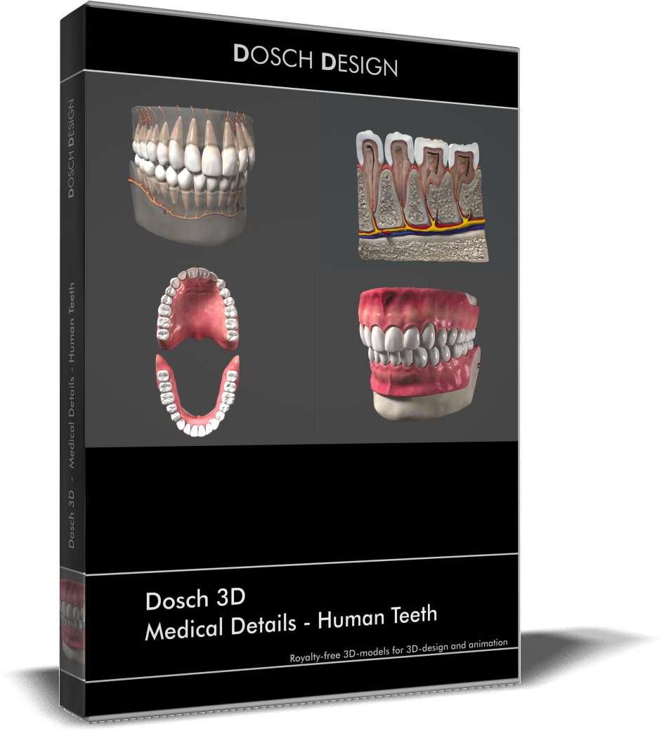 Medical Details - Human Teeth V1.2